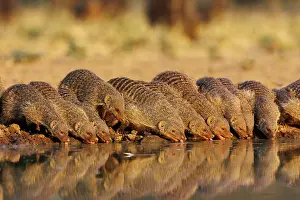 Mare: banded mongoose (Mungos mungo)