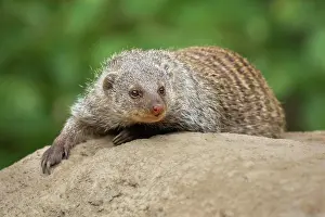 Mungo: Banded mongoose (Mungos mungo), captive, Germany