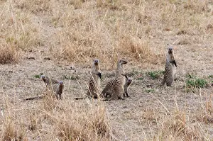 Mungo: Banded mongoose (Mungos mungo), Maasai Mara