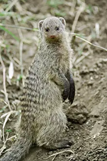 Mungo: Banded Mongoose, Mungos mungo, Masai Mara