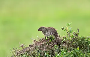 Mungo: Banded Mongoose (Mungos mungo) on the savannah