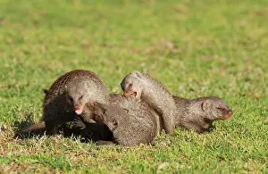 Mungo: Banded Mongoose - playing