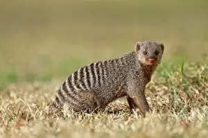 Mungo: Banded Mongoose - profile close up