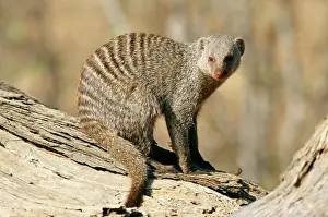 Mungo: Banded MONGOOSE - resting on branch