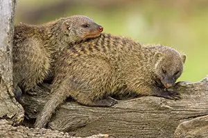 Mongooses: Banded Mongoose resting on a tree trunk