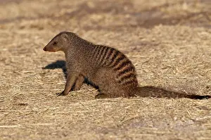 Mungo: Banded Mongoose - sitting down