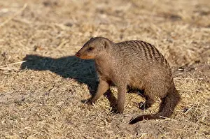Mungo: Banded Mongoose - sitting down