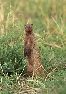 Mungo: Banded Mongoose - standing on hind legs