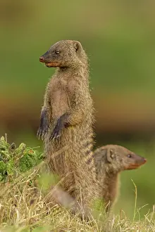 Mongooses: Banded Mongoose standing on hind legs