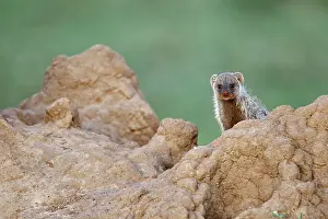 Termite: Banded Mongoose on termite mound, Maasai