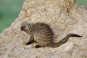 Termite: Banded Mongoose on termite mound, Maasai