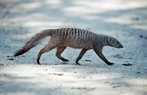 Mungo: Banded MONGOOSE - side view, walking