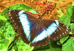 Morpho: Banded Morpho Butterfly