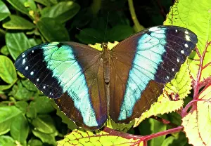 Morpho: Banded Morpho Butterfly