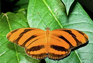 Phaetusa: Banded Orange Butterfly