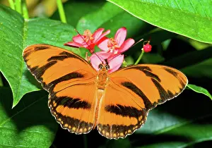 Invertebrates: Banded Orange Butterfly