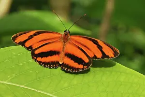 Heliconian: Banded Orange Heliconian / Orange Tiger Butterfly