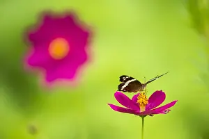 Cosmos: Banded Peacock (Anartia fatima) on a flower, Costa