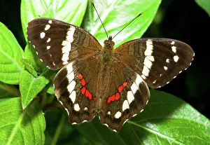 Peacock: Banded Peacock Butterfly