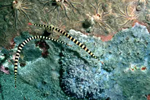 Sponges: Banded Pipe Fish - Against Sponges