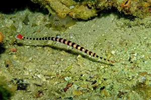 Pipefishes: Banded Pipefish