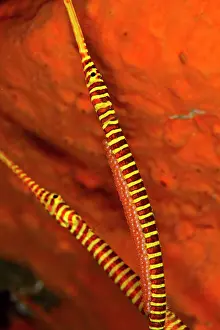 Doryrhamphus: Many Banded Pipefishes - one is holding eggs on the belly