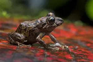 Robber: Banded Robber Frog (Pristimantis taeniatus) Putumayo