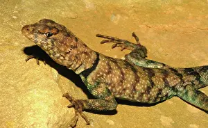 Imperial: Banded Rock Lizard