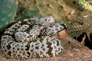 Rattle: Banded Rock Rattlesnake