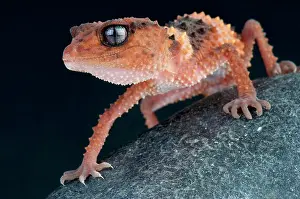 Nephrurus: Banded rough knob-tailed gecko (Nephrurus wheeleri