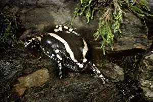 Rubber: Banded Rubber Frog