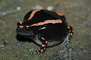Rubber: Banded Rubber Frog - Close up
