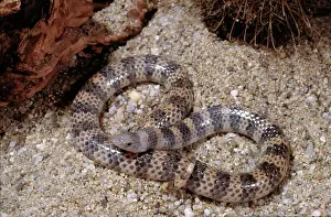 Cinctus: Banded Sand Snake