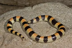 Northcott: Banded Sand Snake, Chilomeniscus cinctus
