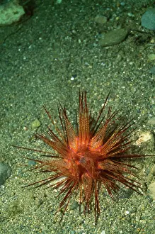 Spined: Banded Sea / Double Spined Sea URCHIN