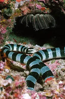 Krait: Banded Sea Krait