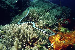 Krait: Banded Sea Krait (Laticauda colubrina)