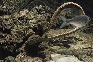 Elapid: Banded Sea Snake