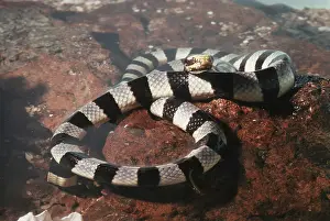 Krait: Banded Sea Snake