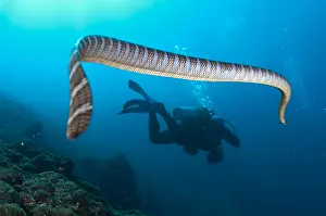 090919: Banded Sea Snake - following diver - Snake Ridge