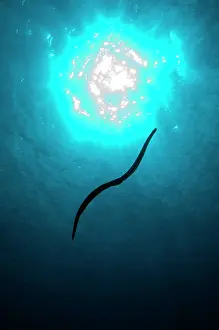 Manuk: Banded Sea Snake - silhouetted against sun