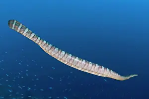 Gunung: Banded Sea Snake - amongst small fish