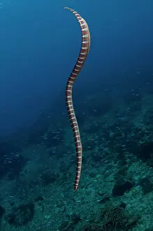 Gunung: Banded Sea Snake - swimming down to reef amongst small fish