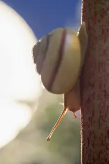 Snails: Banded Snail, Norfolk UK