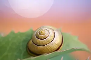 250417: Banded Snail, Norfolk UK