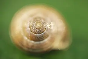 130619: Banded snail shell