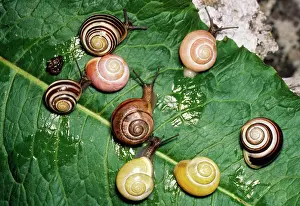 Showing: BANDED SNAILS - Showing genetic polymorphism in