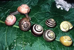 Showing: BANDED SNAILS - showing polymorphism in wide variety