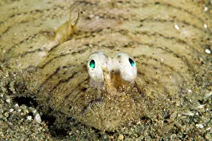 Soleichthys: Banded Sole