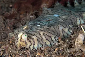 Soleichthys: Banded Sole